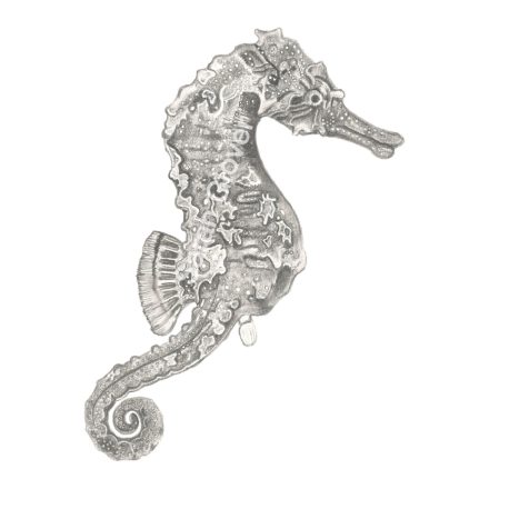 ‎Harry the Seahorse